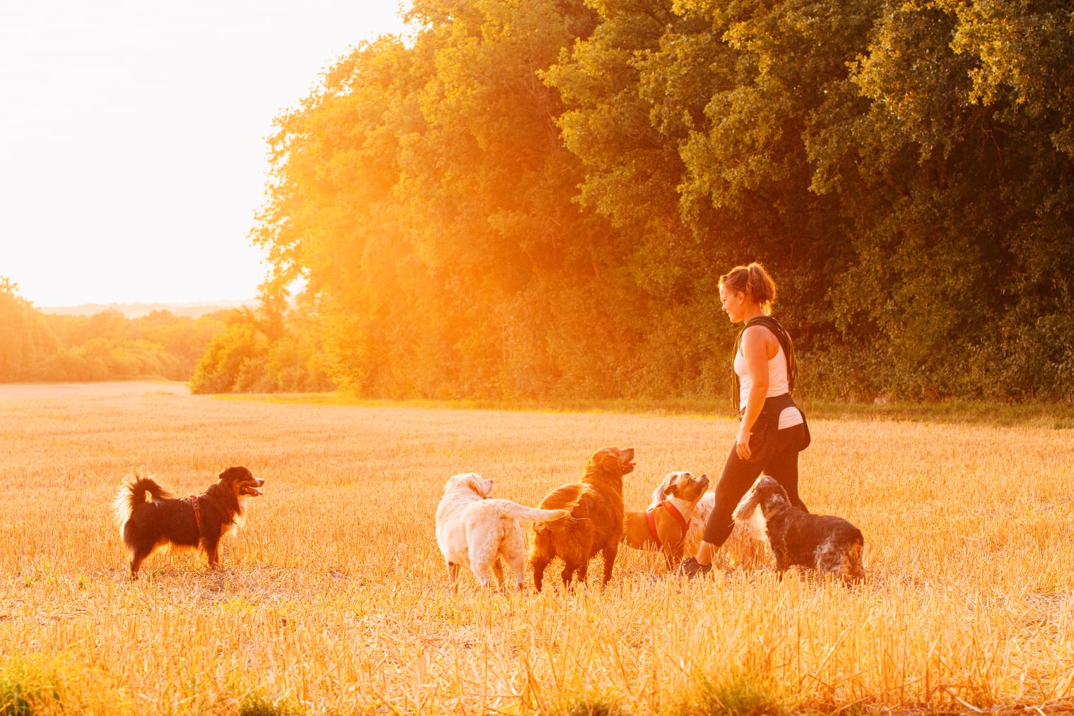 Balade canine dans une lumiere chaleureuse