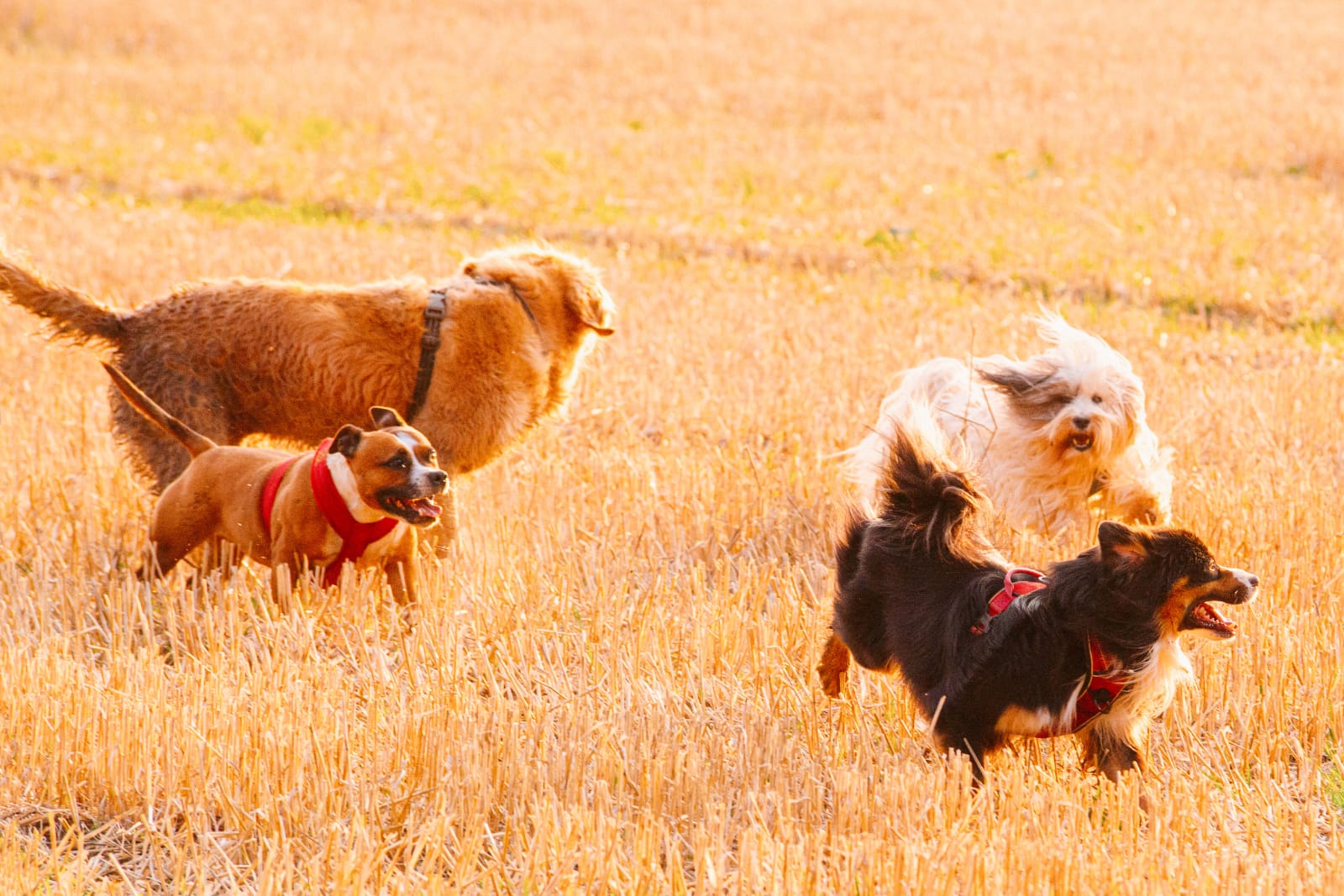 Promenade de plusieurs chiens dans un champ avec leur accompagnatrice.
