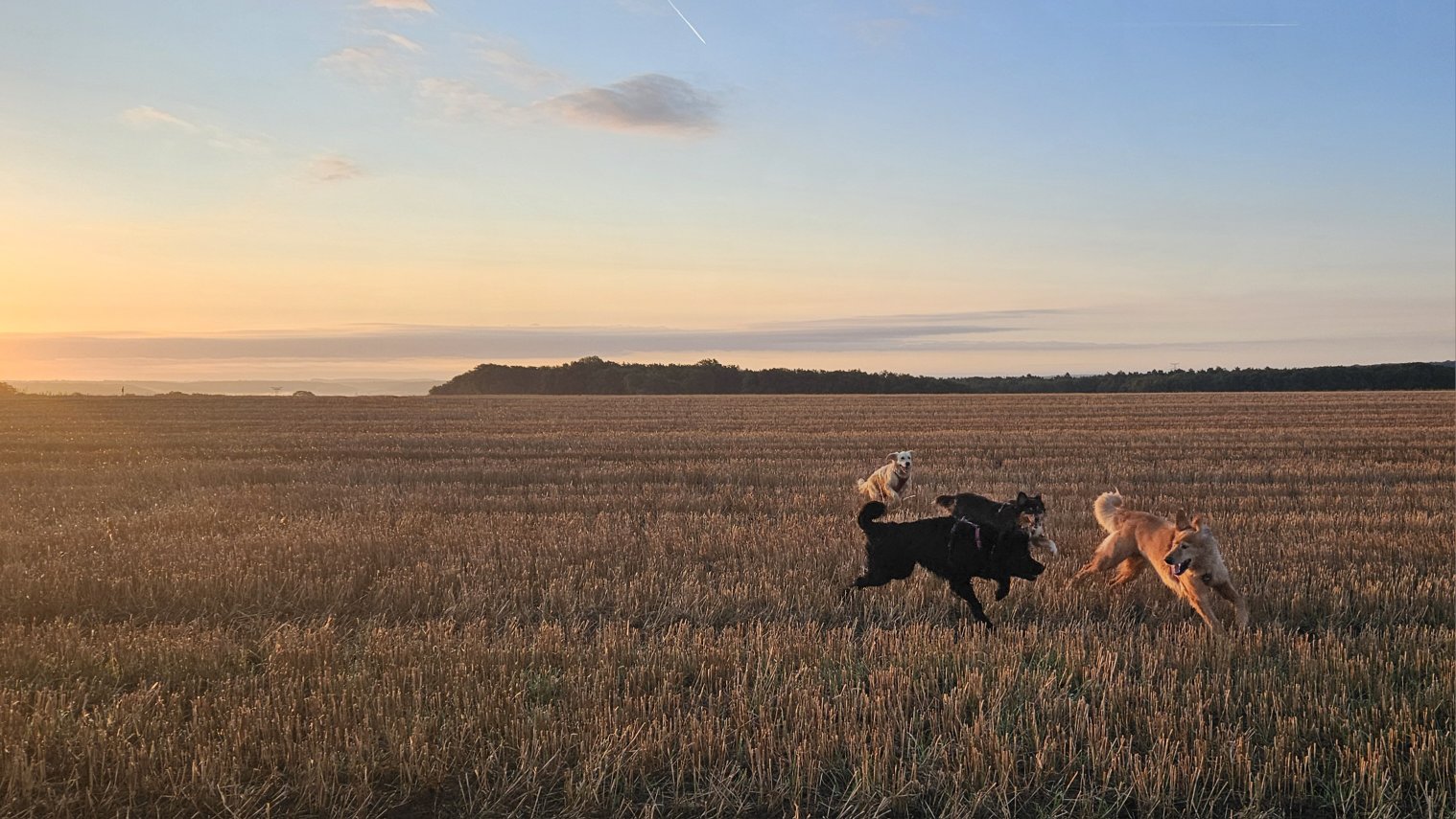 Chiens en balade au coucher de soleil dans un champ autour de Cerny.