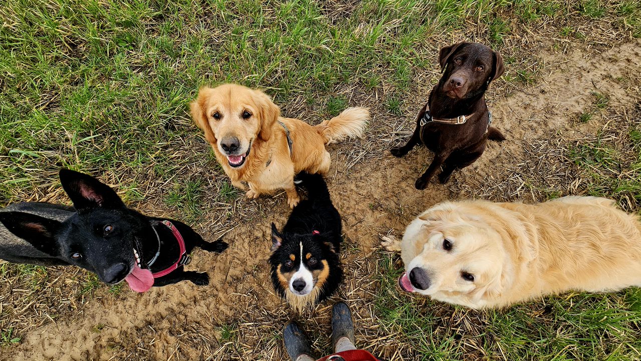 Groupe de chiens pendant une balade encadree par Vacances O Poils.
