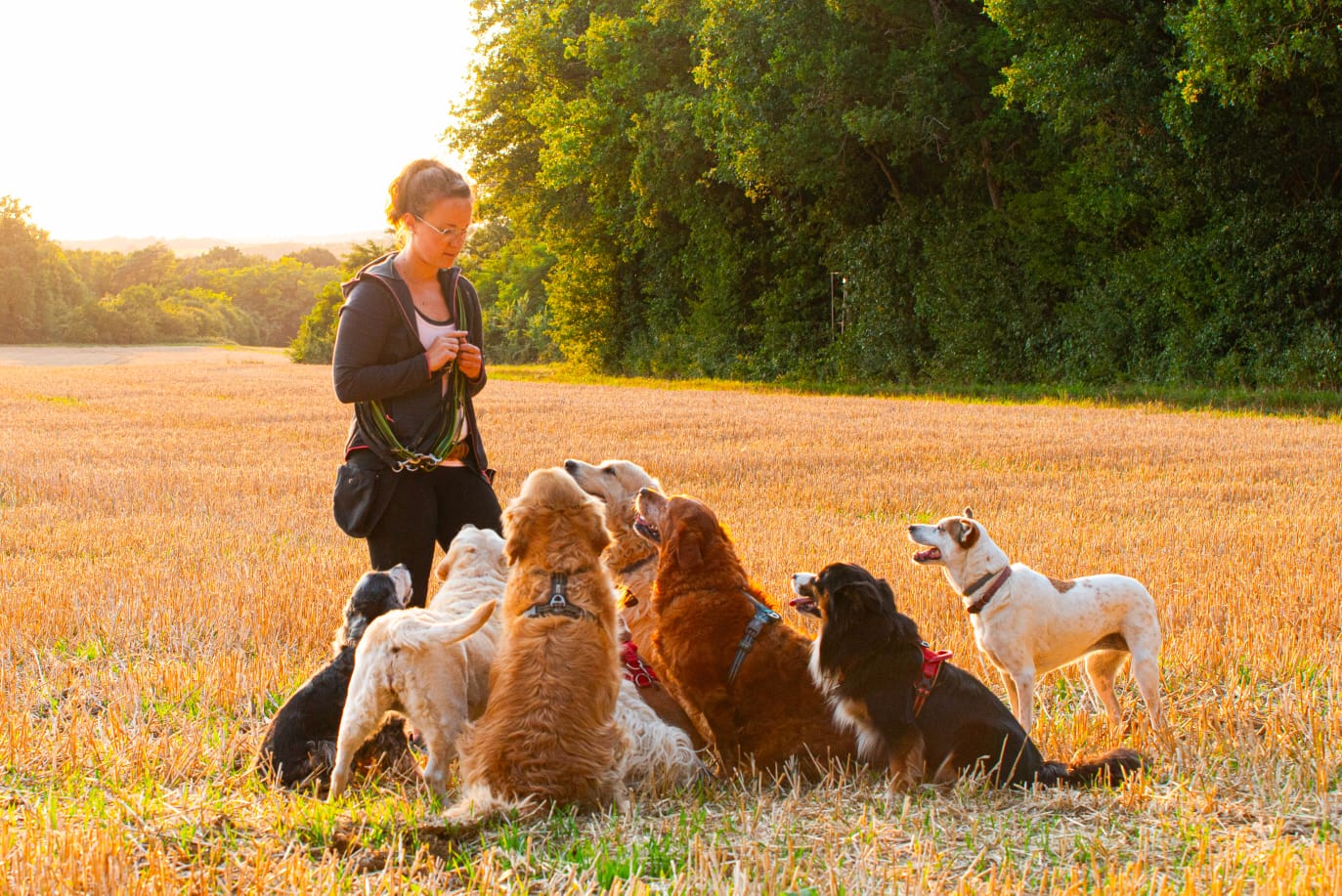 Chiens en balade collective bien encadree dans un champ.