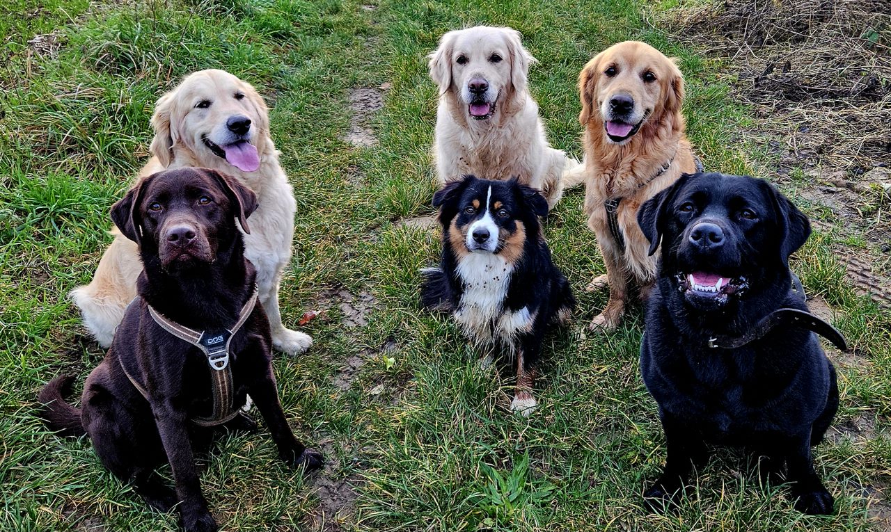 Chien garde au calme a la campagne autour de Cerny