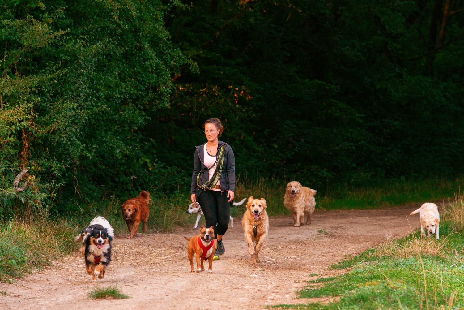 Balade collective de chiens sur un chemin en foret.